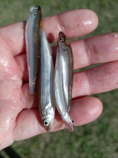 2023/05/23 大阪市内河川 稚鮎釣り