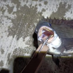 2023/05/23 南港ヘチ釣り釣行