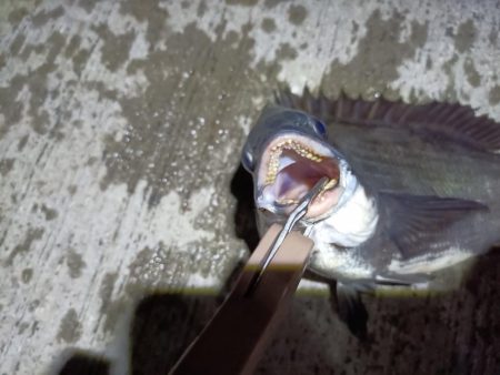 2023/05/23 南港ヘチ釣り釣行