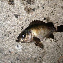 小○の活性は高く