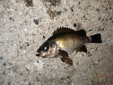 小○の活性は高く