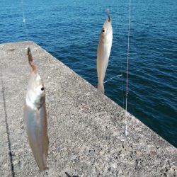 播磨新島のキス情報