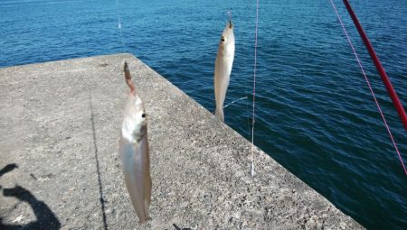 播磨新島のキス情報