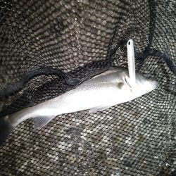 サイズが出ないですね…