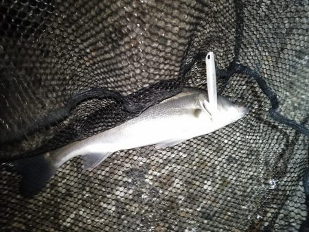 サイズが出ないですね…