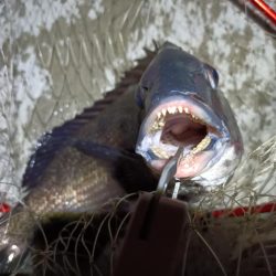 2023/05/25 南港ヘチ釣り釣行