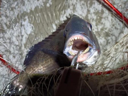 2023/05/25 南港ヘチ釣り釣行