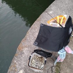 2023/05/26 大阪市内河川 稚鮎釣り