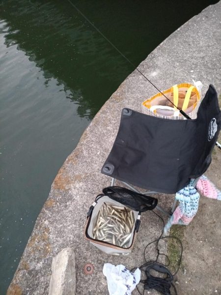 2023/05/26 大阪市内河川 稚鮎釣り