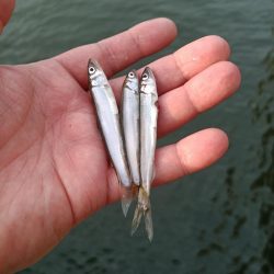 2023/05/27 大阪市内河川 稚鮎釣り