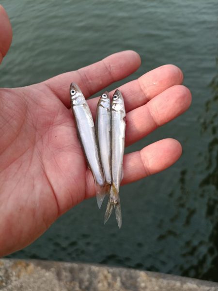 2023/05/27 大阪市内河川 稚鮎釣り