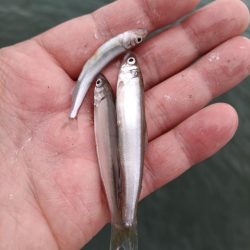 2023/05/28 大阪市内河川 稚鮎釣り