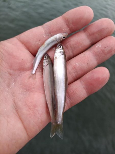 2023/05/28 大阪市内河川 稚鮎釣…