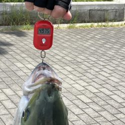 コスモ　ルアーでブリ８１㎝！！