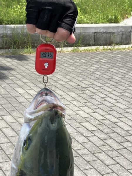 コスモ　ルアーでブリ８１㎝！！