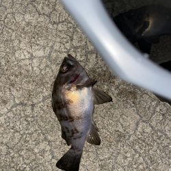 メバルの煮付けが食べたくて！