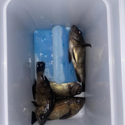 今日もメバリング