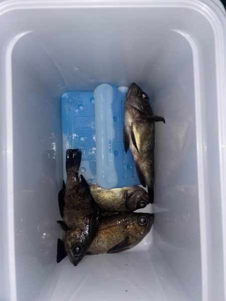 今日もメバリング