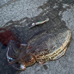 熟れきってるそのモンゴー ゆがんじゃってもずっとMy Love