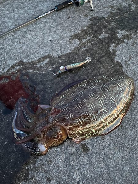 熟れきってるそのモンゴー ゆがんじゃってもずっとMy Love