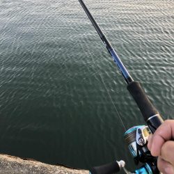 久々に魚釣れました🎵