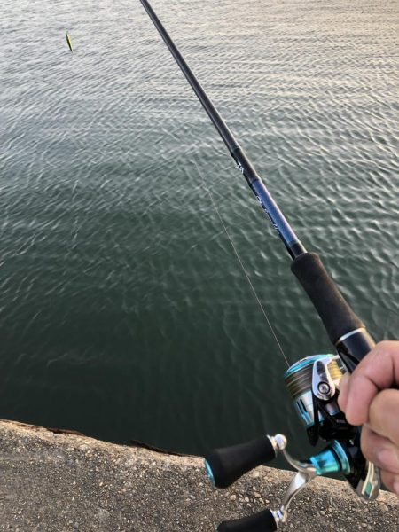 久々に魚釣れました🎵