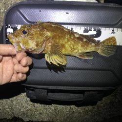 エンドレスで釣れる日