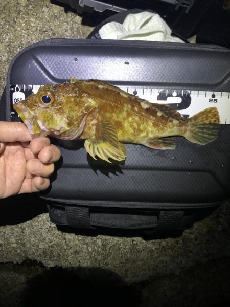 エンドレスで釣れる日