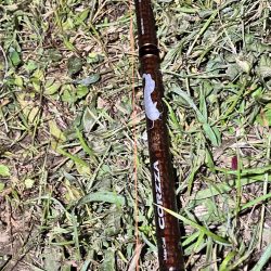 ナマズ釣り！！