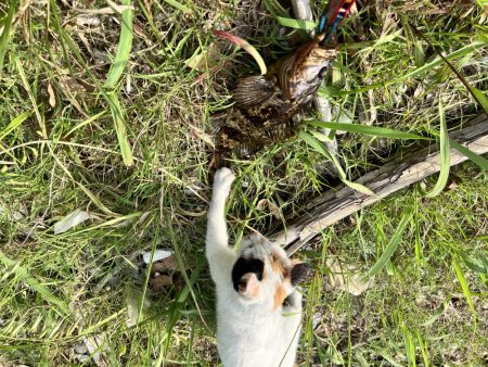 久しぶりに釣れました！！