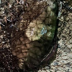 私的には爆釣?でした!!