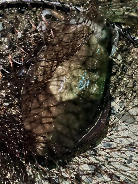 私的には爆釣?でした!!