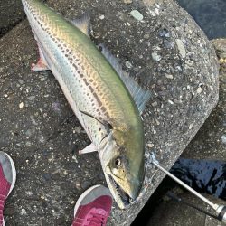 今年初のサワラ