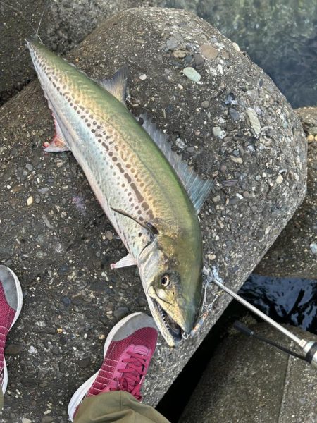 今年初のサワラ