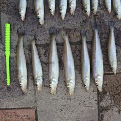 キス釣り　時合は短時間