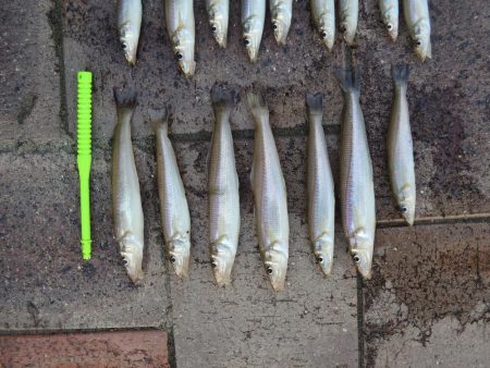 キス釣り　時合は短時間