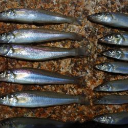 キス釣り　まだ小型ばかり