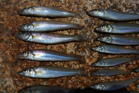 キス釣り　まだ小型ばかり