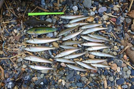 好天のキス釣り