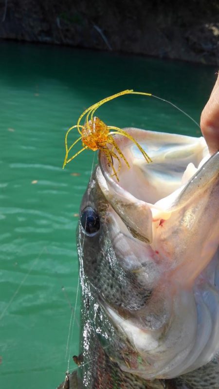 プリスポーンダイナマイト！