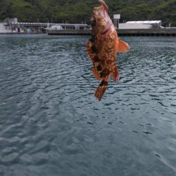 煙樹ヶ浜、ショアジギ
