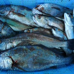 泉州丸　釣果