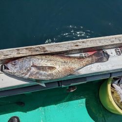 今日もクログチ(泉州丸)