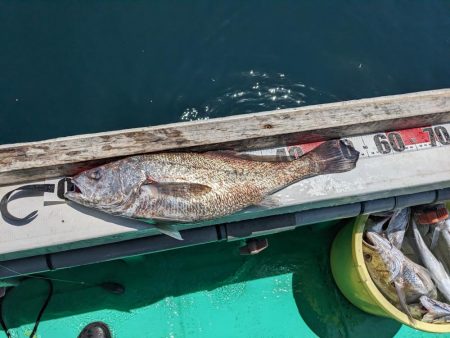 今日もクログチ(泉州丸)