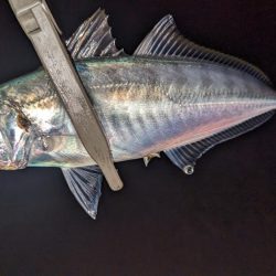 サーフアジング