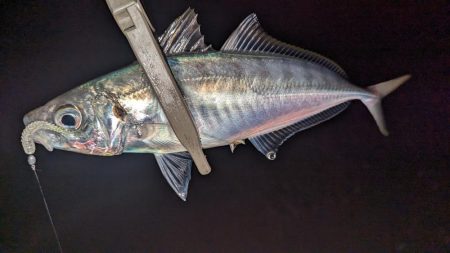 サーフアジング