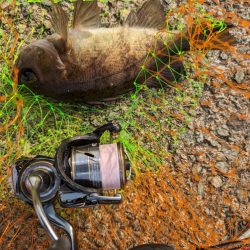 日中メバリング