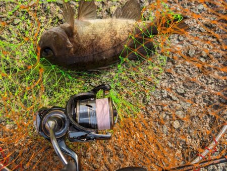 日中メバリング