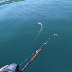 飲ませ釣り(サウス)