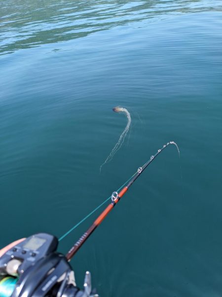 飲ませ釣り(サウス)